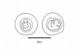   Embryo:   Celtis   caucasica ; Illustration by K. Parker, Kirkbride et al. (2006)
